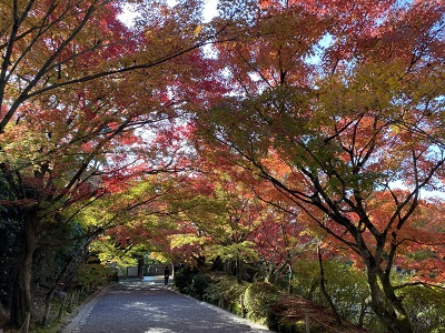 ＜J＞～京都もみじ紀行～ 秋 momiji「一期一会」