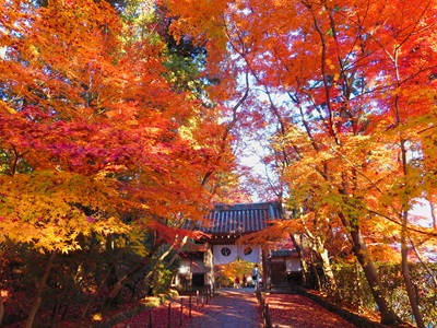 ～京都もみじ紀行～光明寺・長岡天満宮といっぷく亭「錦秋御膳」