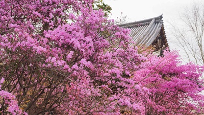 ＜OH＞世界遺産仁和寺「御室桜」花まつり、安楽寺、霊鑑寺と南禅寺散策