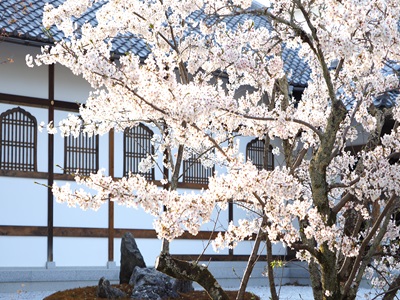 ＜OK＞世界遺産仁和寺「御室桜」花まつりと貴船神社、鞍馬寺