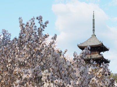 ＜OR＞世界遺産仁和寺「御室桜」花まつりと椿の寺、南禅寺 金地院