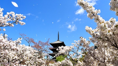 廬山寺 住吉内記廣尚筆 「源氏物語」若紫