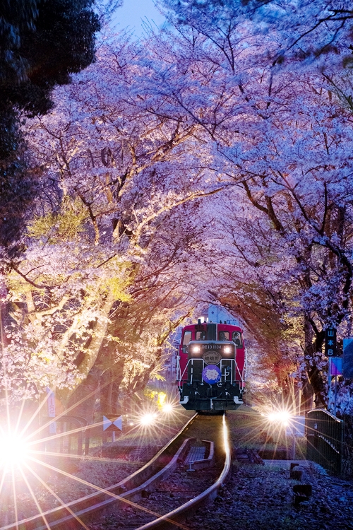 ＜TA＞嵯峨野トロッコ列車 春のライトアップ イルミネーション列車／京阪バス