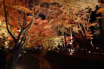 Maiko Dance & Autumn Illumination