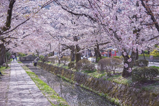 【名古屋駅発】＊日帰り昼食付＊『桜の哲学の道・平安神宮御苑と椿咲き誇る霊鑑寺特別拝観』