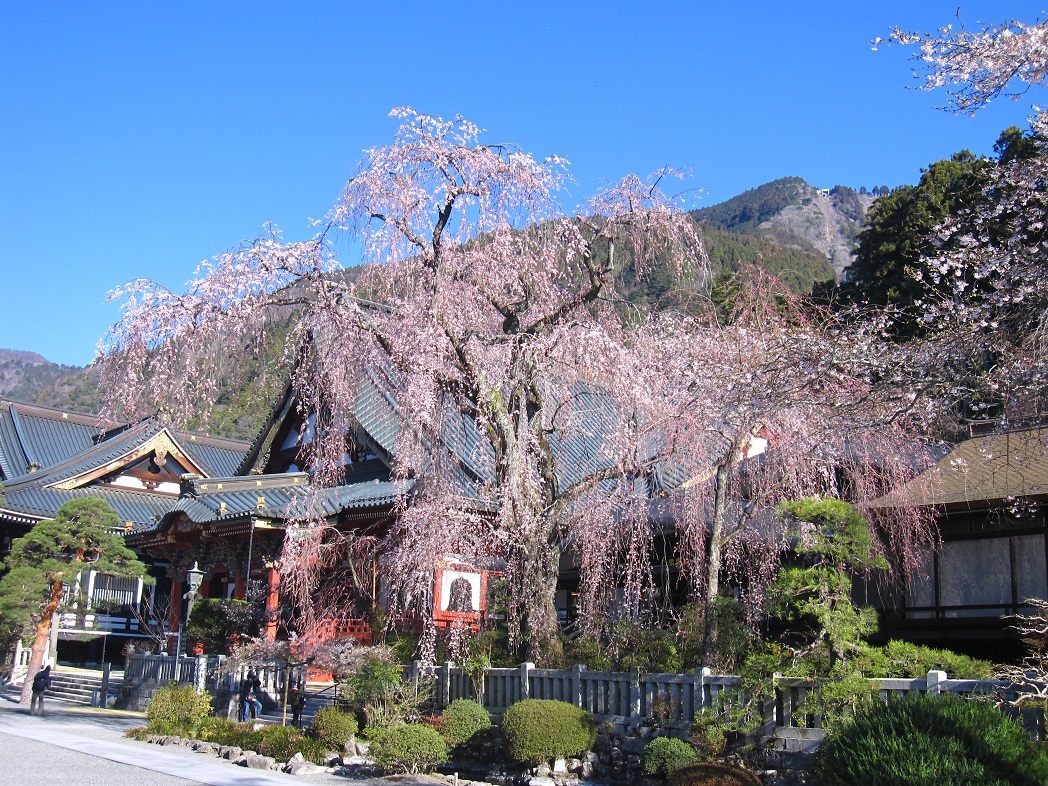 【名古屋駅発】＊日帰り昼食付＊『しだれ桜の身延山久遠寺からロープウェイで奥之院へ』