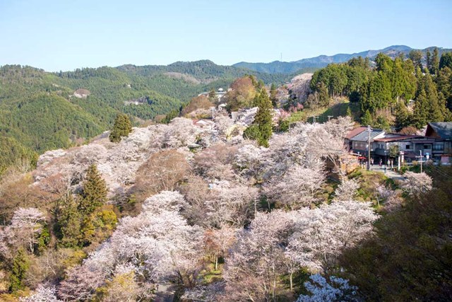 【名古屋駅発】＊日帰り昼食弁当付き＊『吉野千本桜』