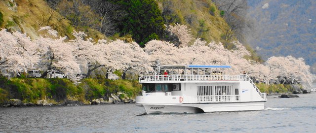 【名古屋駅発】＊日帰り昼食付＊滋賀　桜色に染まる湖　『海津大崎桜クルーズ』