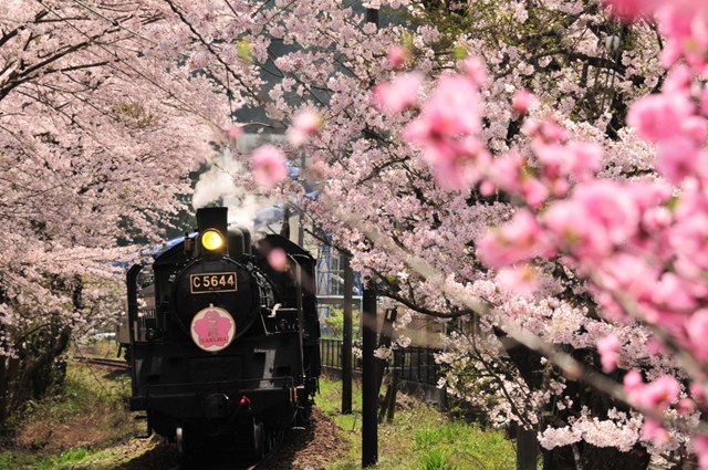 【名古屋駅発】＊日帰り昼食付＊『静岡　大井川鐵道ＳＬ列車からお花見』