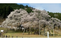 【名古屋駅発】＊日帰り昼食付＊『根尾谷淡墨桜と谷汲山華厳寺』