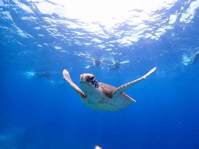 ウミガメシュノーケリング 絶景☆幻の島でランチ