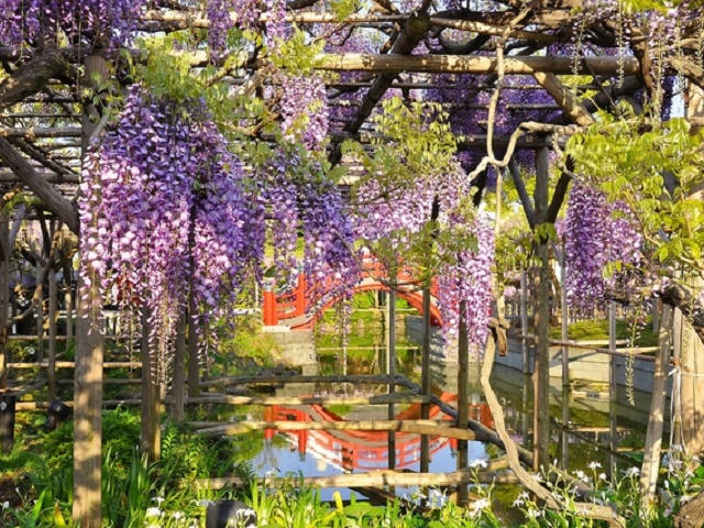 3000株のつつじ 花のお寺の牡丹園と東京一の藤名所 艶やかな3 旅プラスワン