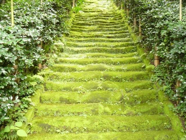 鎌倉の深緑の美しい寺めぐり 竹の庭 報国寺 苔の階段 杉本寺 旅プラスワン