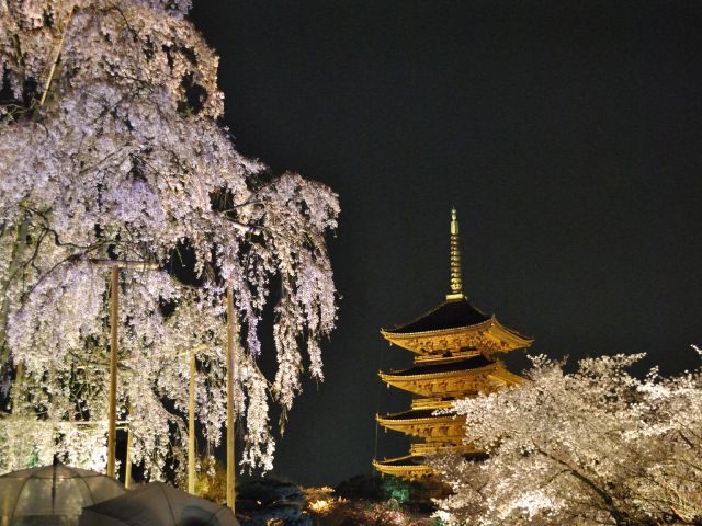 貸切先行入場！東寺夜桜ライトアップと管弦楽四重奏の特別貸切＆源氏