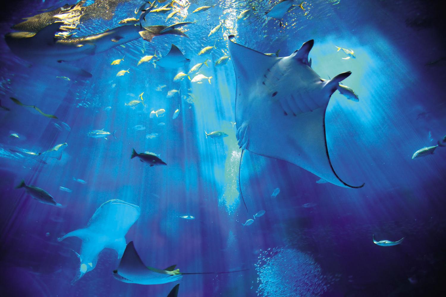 ロワジールホテル那覇発 たっぷり水族館で遊ぼう 日帰りバスツ 旅プラスワン