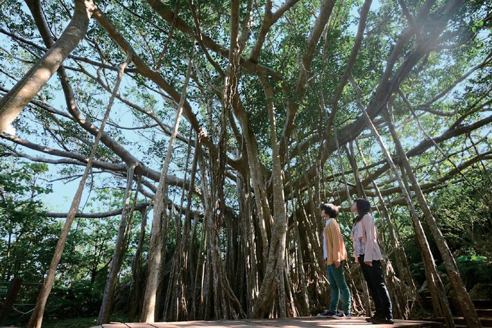 一度は訪れたい 沖縄北部のパワースポット 大石林山 旅プラスワン